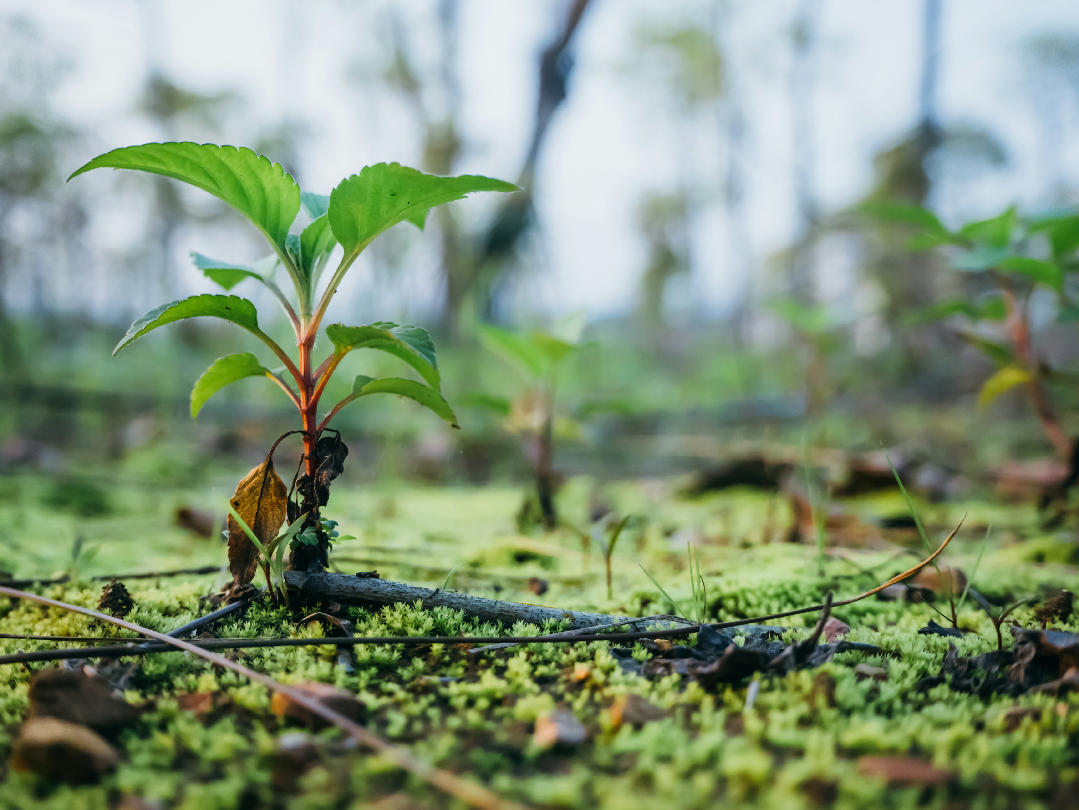 Community tree planting