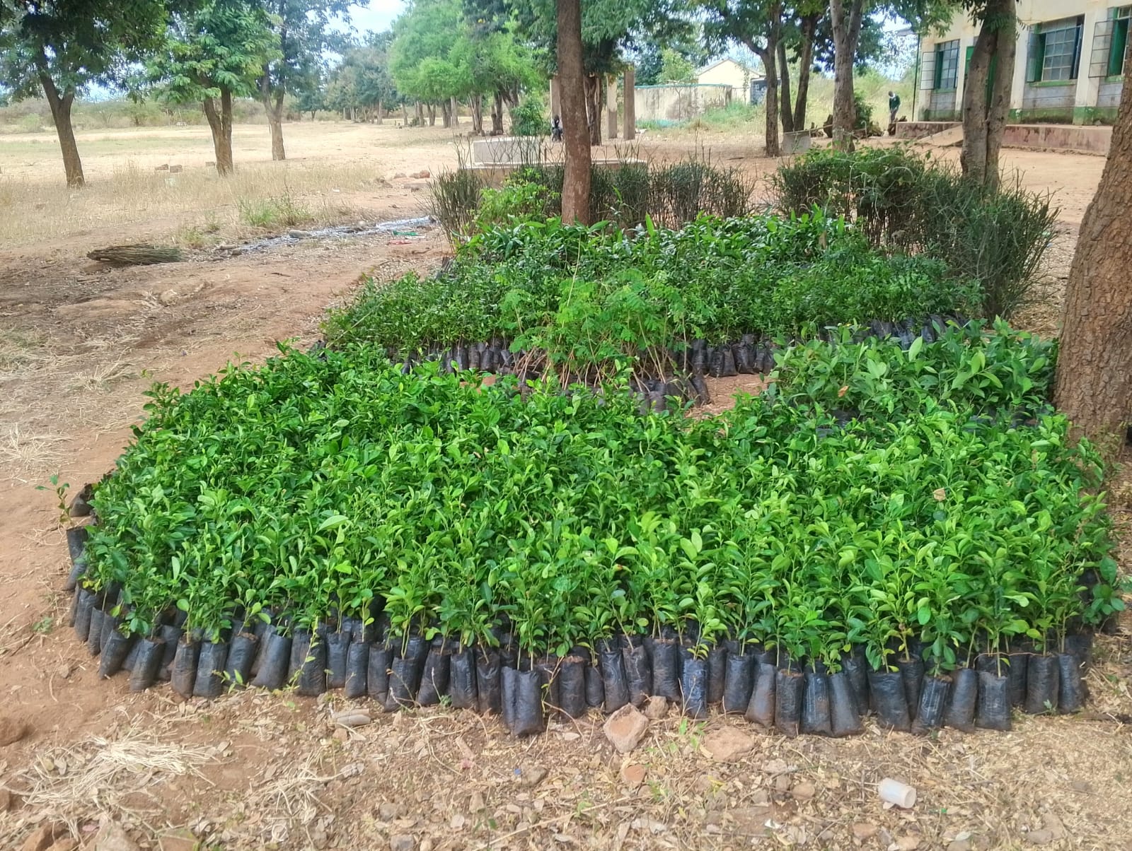 Youth-led community tree planting