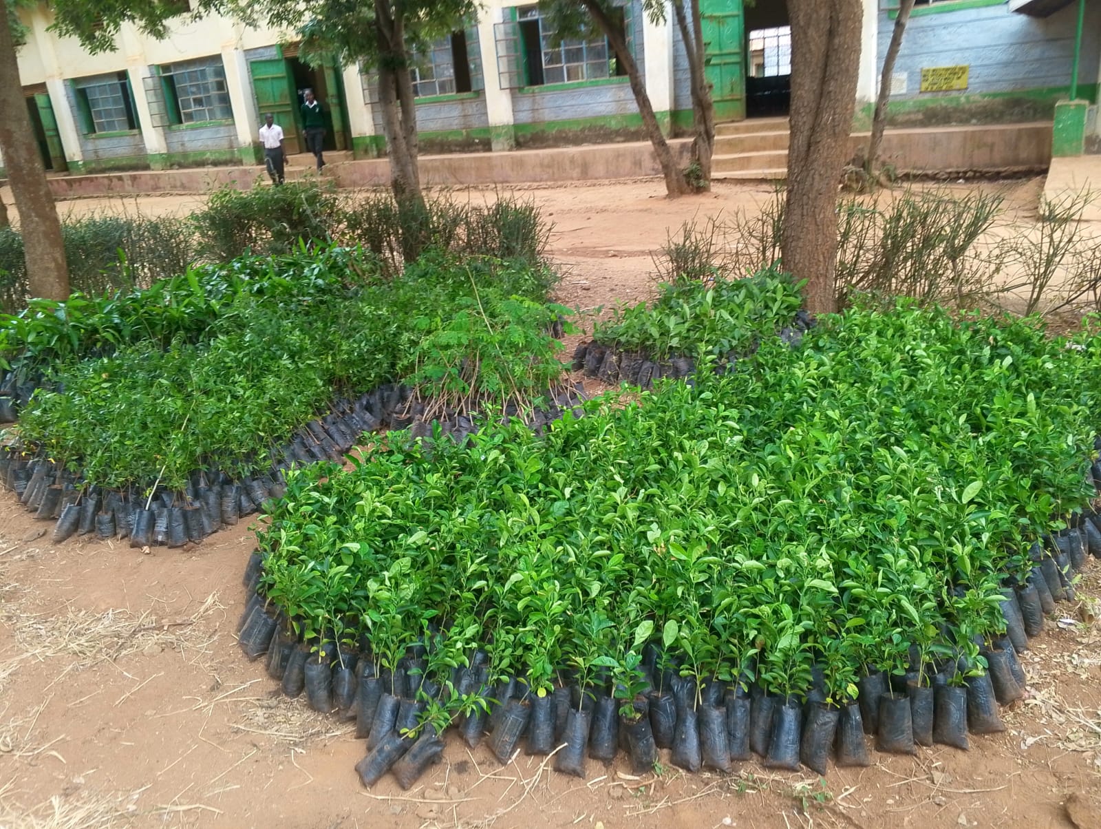 Close up of tree planting