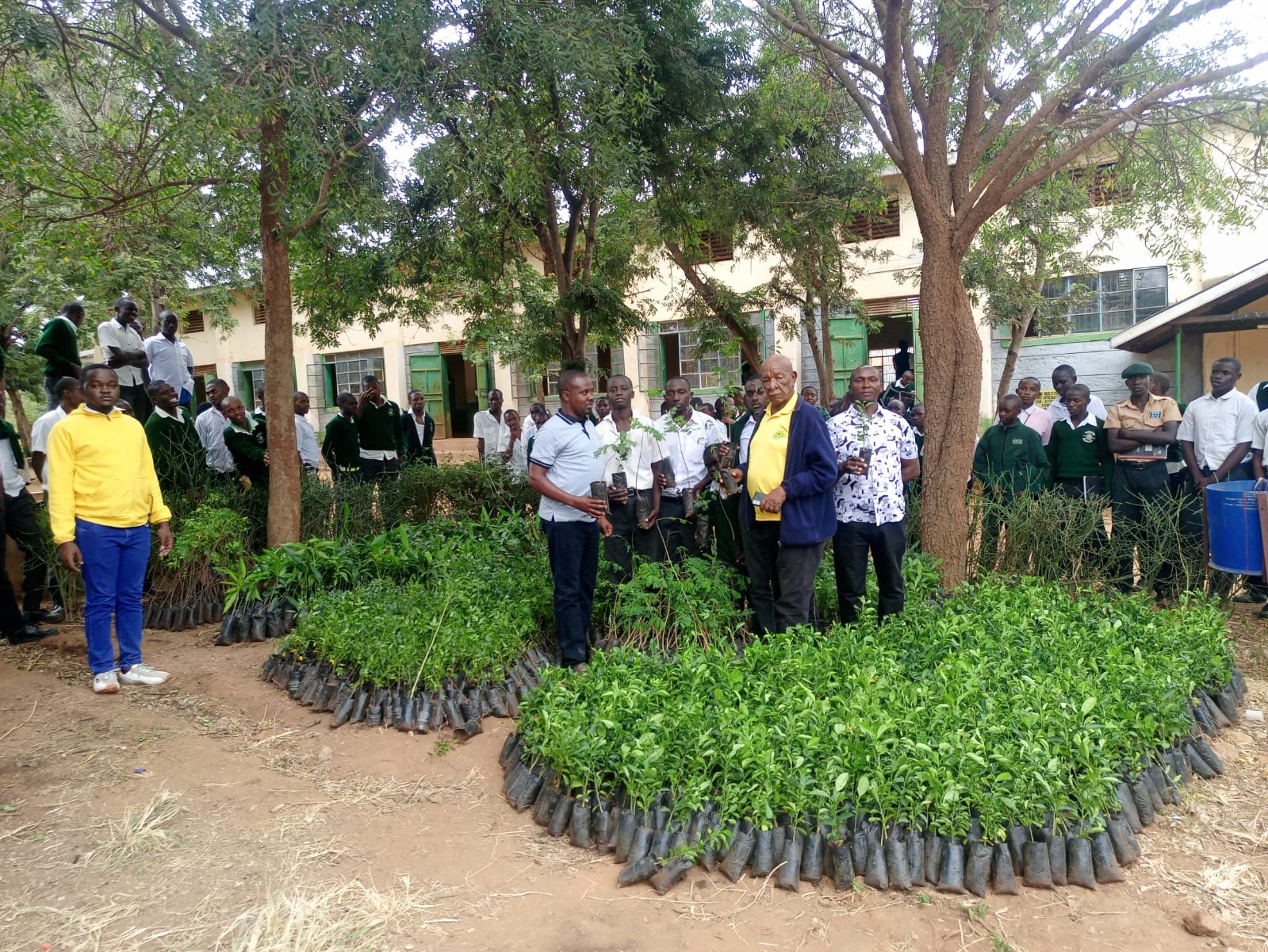 Beautiful young tree saplings growing